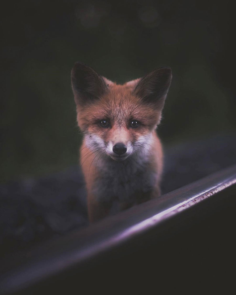 konsta-punkka-fox