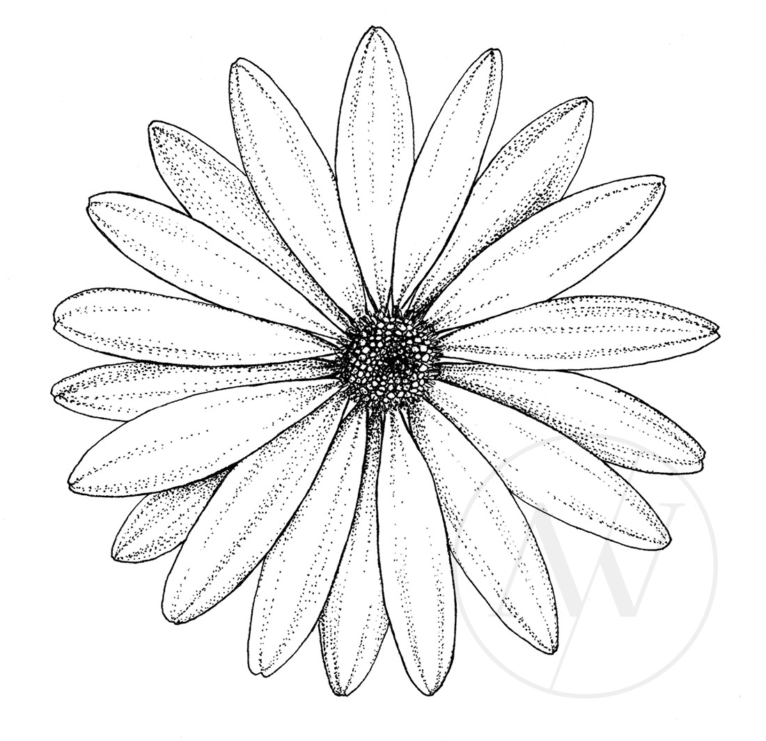 dotwork-flowers-and-leaves-daisy