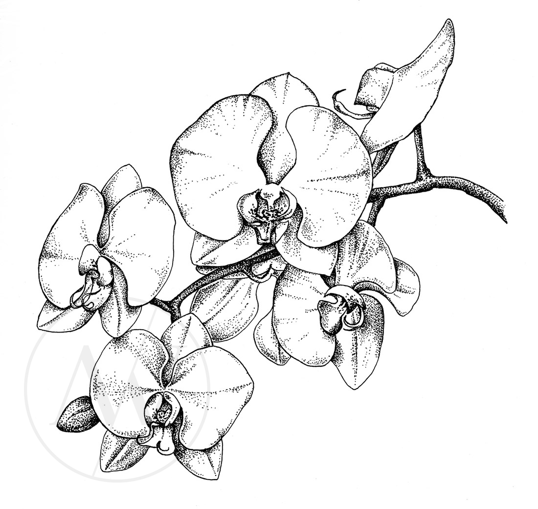 dotwork-flowers-and-leaves-orchid